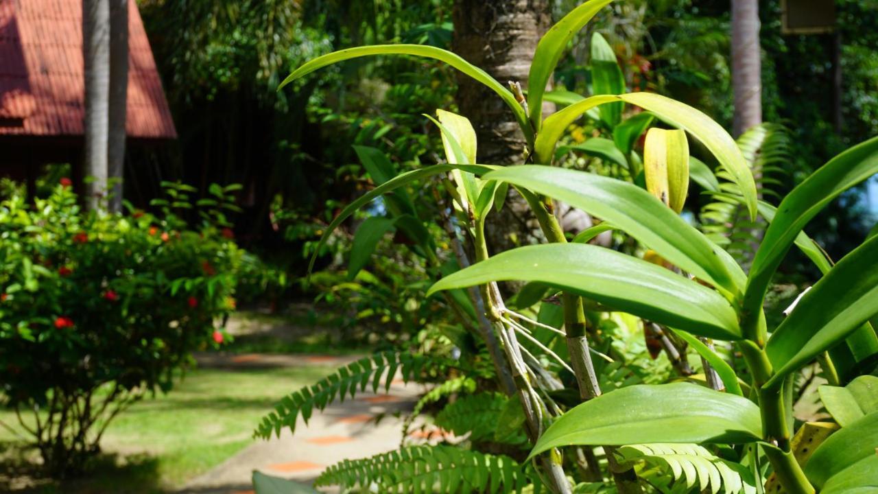 Morning Star Resort Baan Tai Bagian luar foto